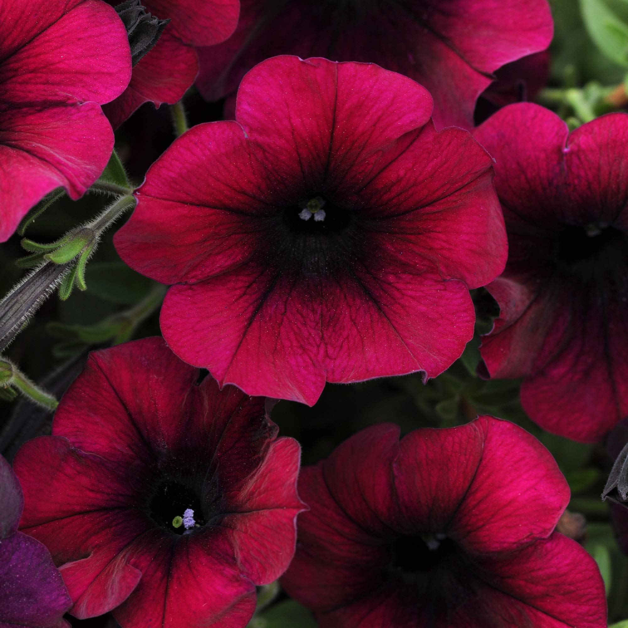 Pelletized Logro Floribunda Burgundy Petunia Seeds for Bold Garden Colors