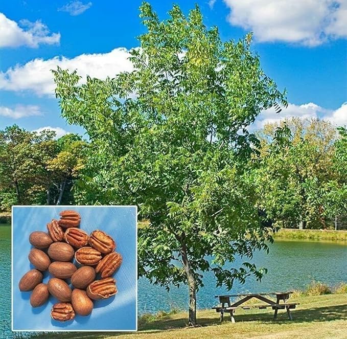 Carya Illinoinensis Seeds For Planting: Grow Your Own Nut Harvests Plant Seeds