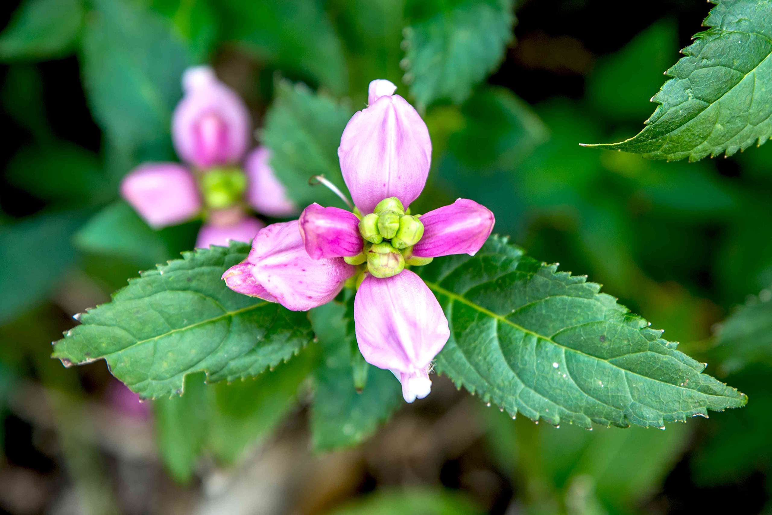 Turtlehead Seeds for Planting Chelone obliqua for flower beds and damp gardens