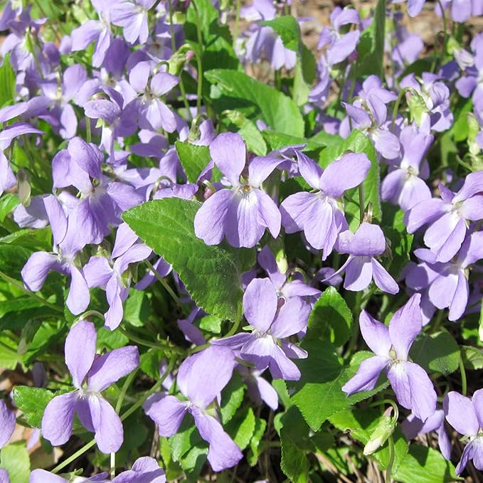 Mathiola Flower Seeds for Planting in Flower Bed & Garden