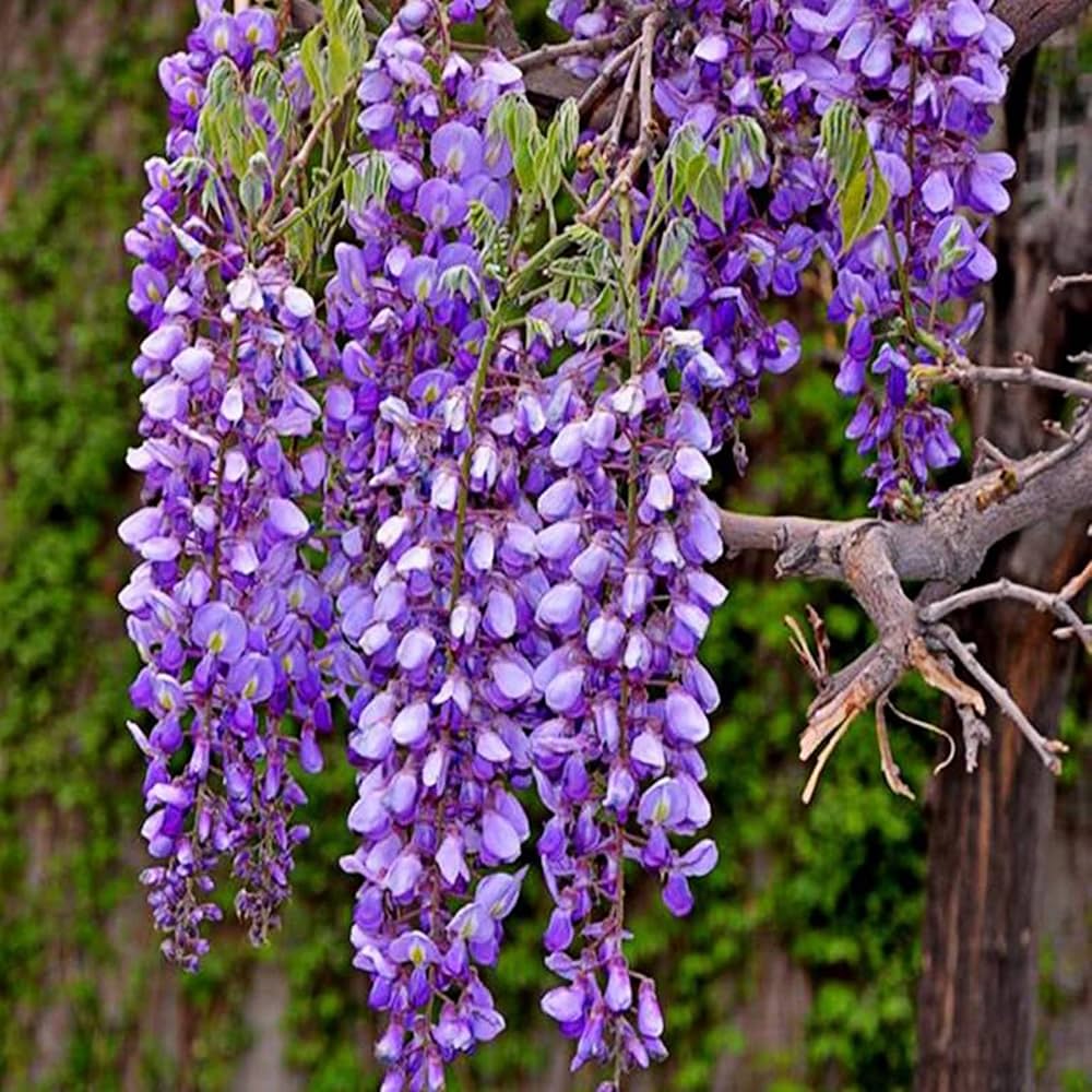 Wisteria sinensis Purple Flower Seeds – Stunning Purple Wisteria for Pergolas and Landscapes