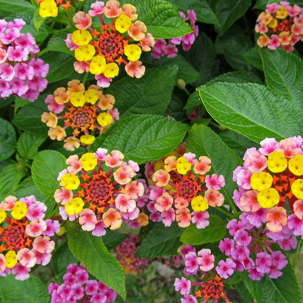 Lantana Camara Bonsai Seeds Five Color Hydrangea
