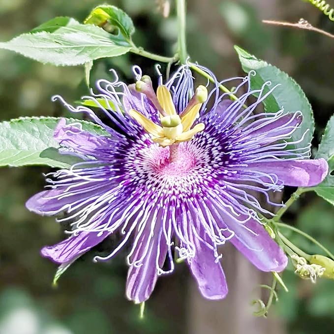 Passiflora Passiflora spp Mixed Flower Seeds for Planting in Flower Bed