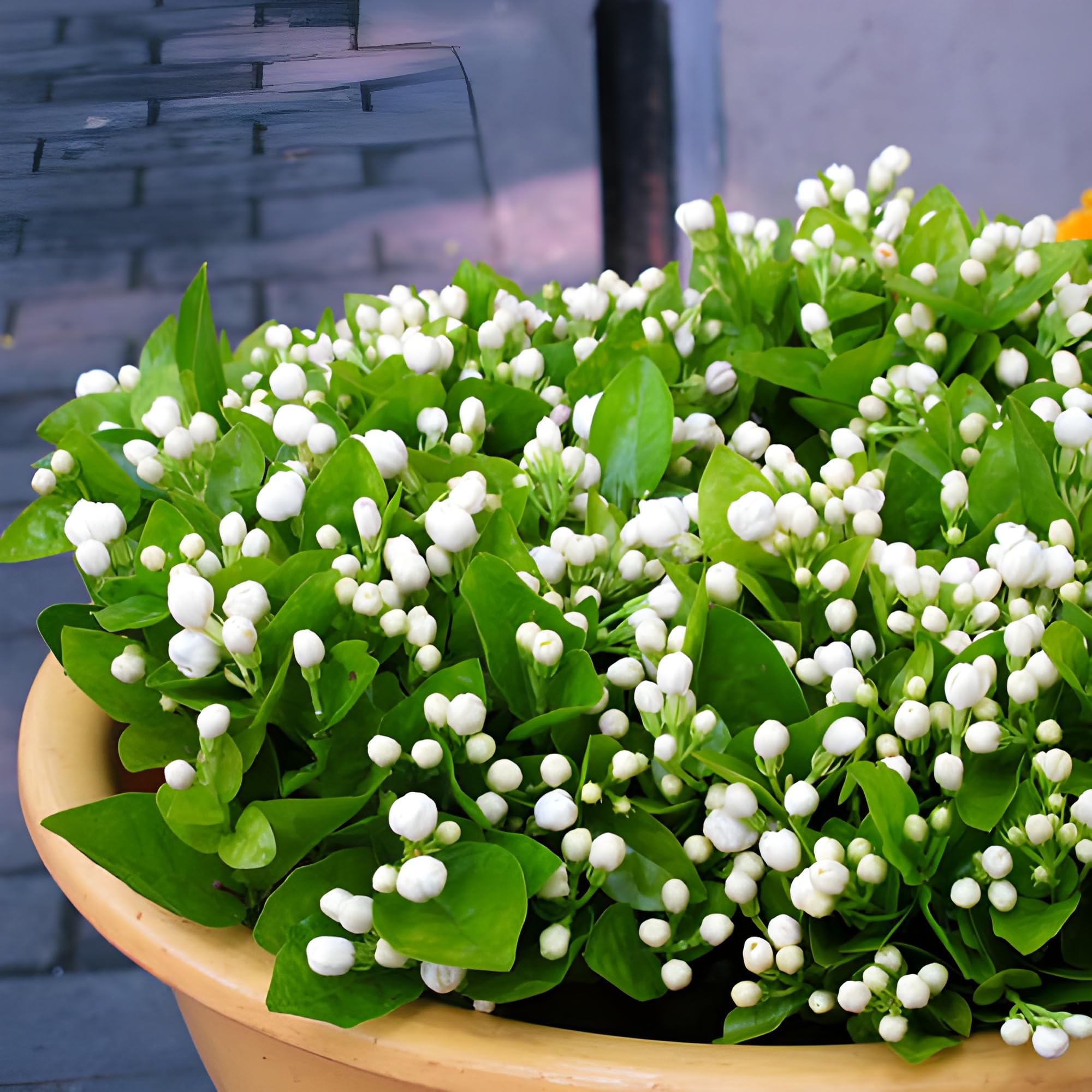 Jasmine Jasminum officinale Flower Seeds for Planting