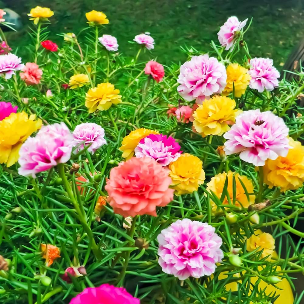 Blooming Wildflower Seeds for Planting Various species for backyard landscapes and sunny borders