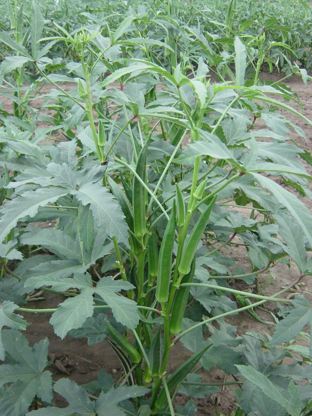 Orka Vegetable Seeds for Planting