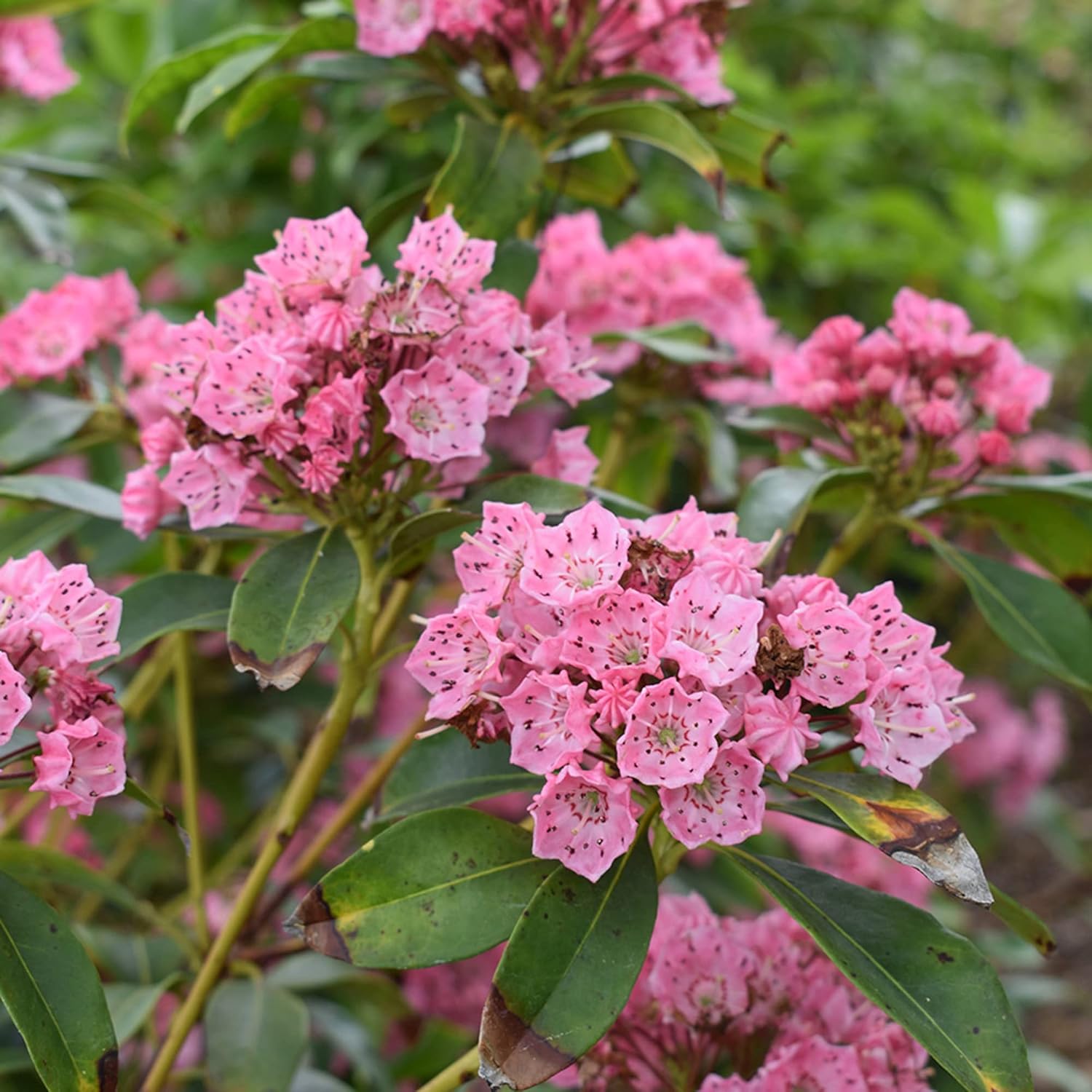 Mountain Laurel Seeds Kalmia Latifolia Flowering Evergreen Shrub Showy And Intricate Flowers Glossy