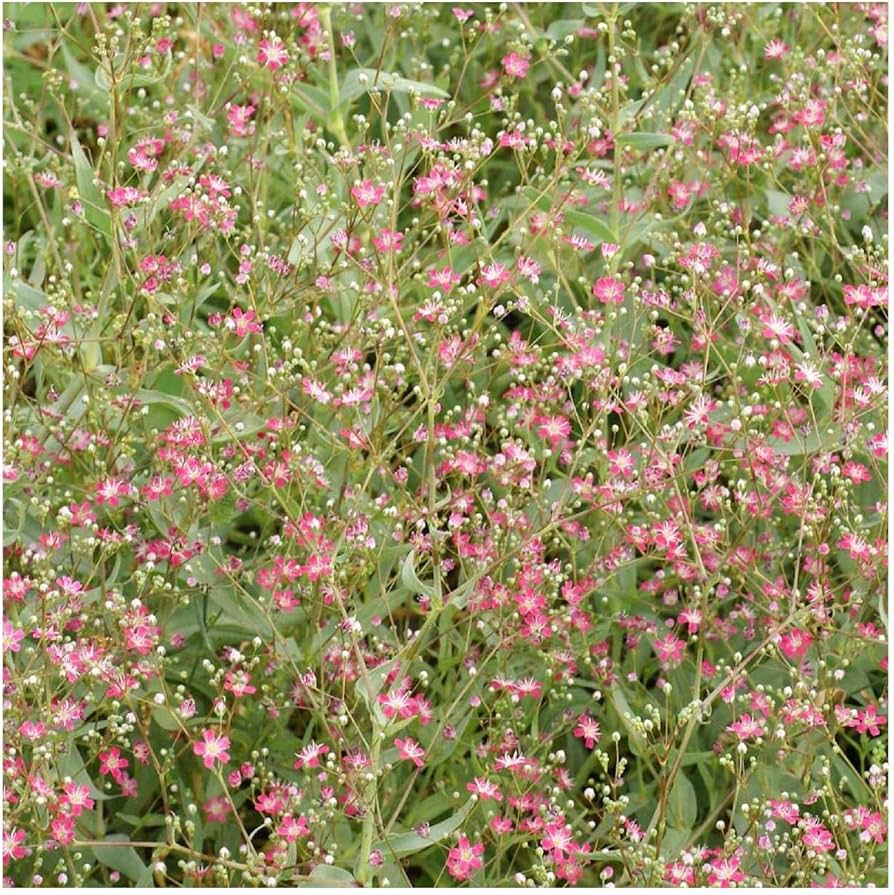 Deep Carmine Baby’s Breath Seeds Gypsophila elegans for Planting in Cut Flower Garden and Borders