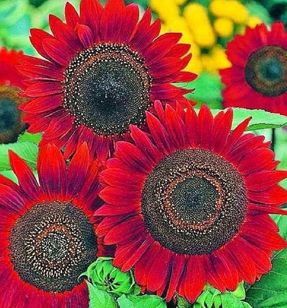 Red Sunflower Perennial Flower Seeds for Planting Garden Favorite Heirloom & GMO Free Seeds for Home Garden
Sale