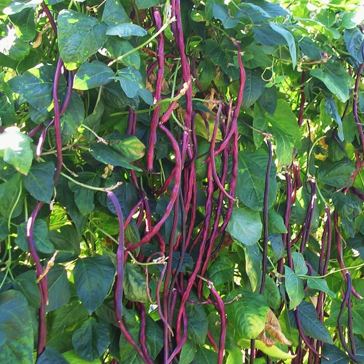 Maroon Yardlong Bean Seeds for Planting