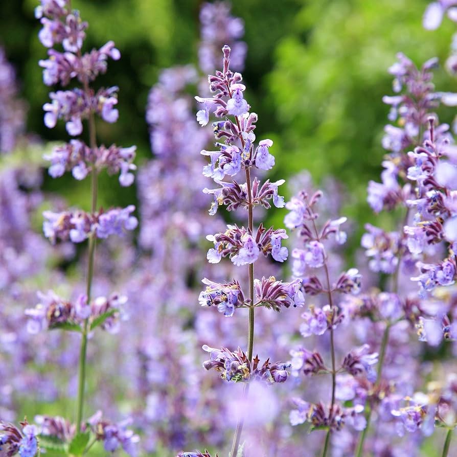 Nepeta Seeds for Planting Nepeta spp. for home gardens and herb beds