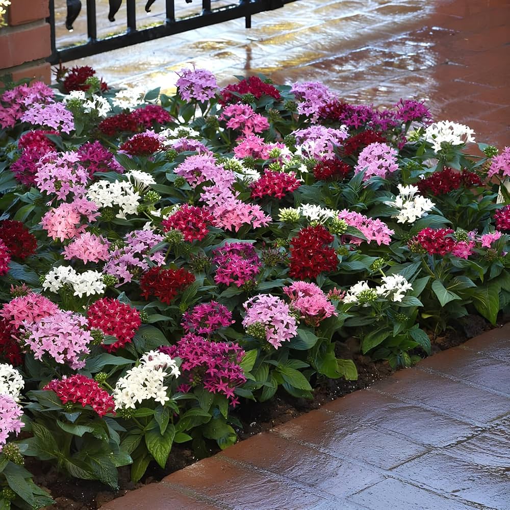Mixed Star Pentas Flower seeds for Planting - Shade Tolerant, Heirloom & GMO Free Seeds for Home Garden