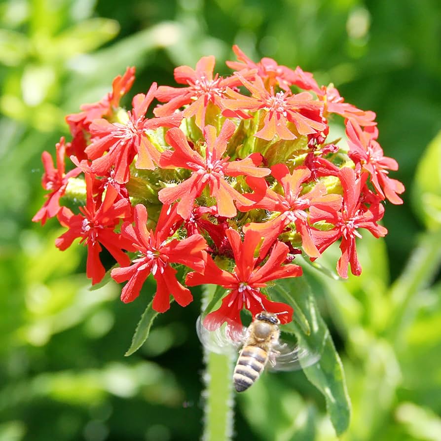 Rose Campion Lychnis coronaria Seeds for Planting in Cottage Garden