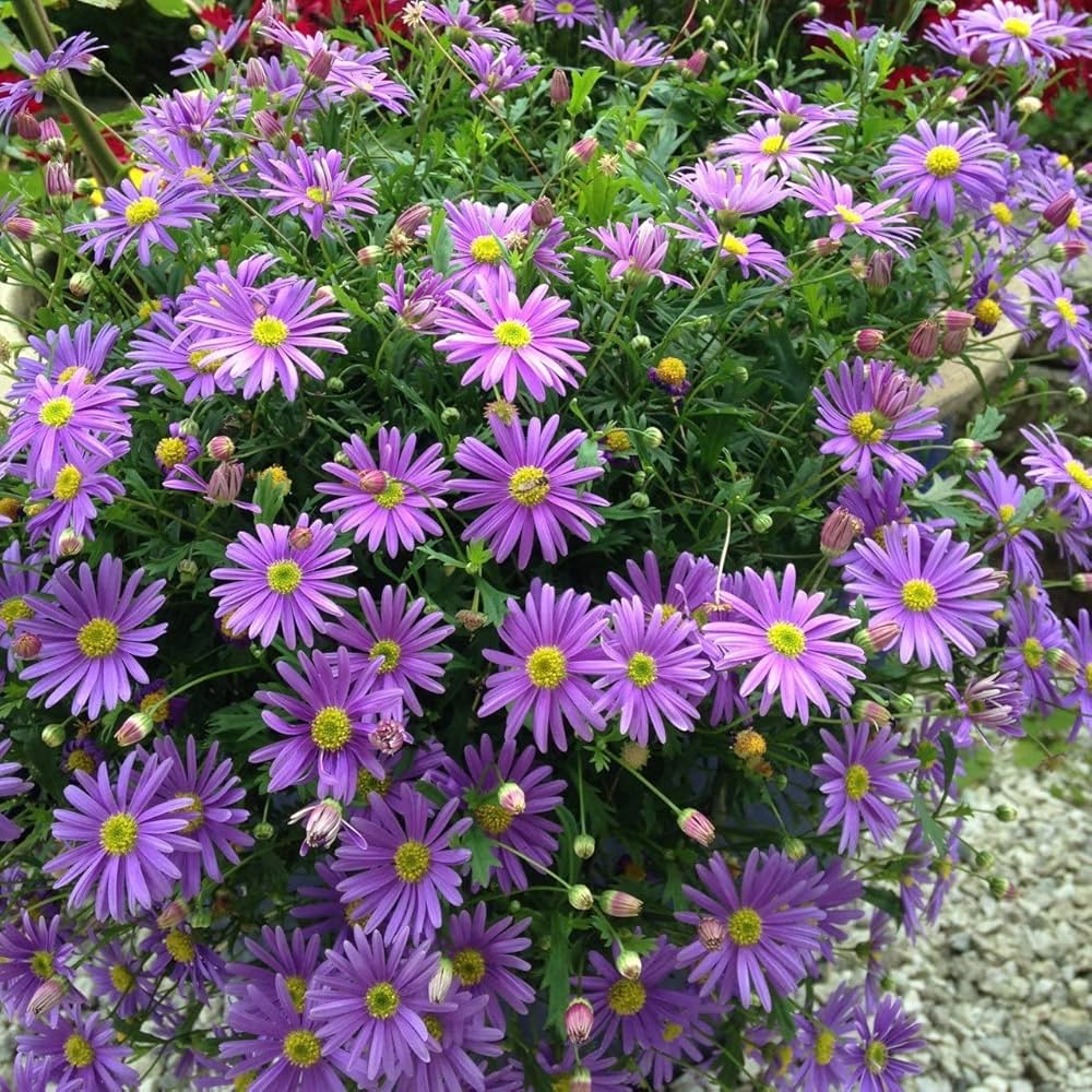 Purple Flower Pot Flower seeds for Planting - Premium Quality, Heirloom & GMO Free Seeds for Home Garden
