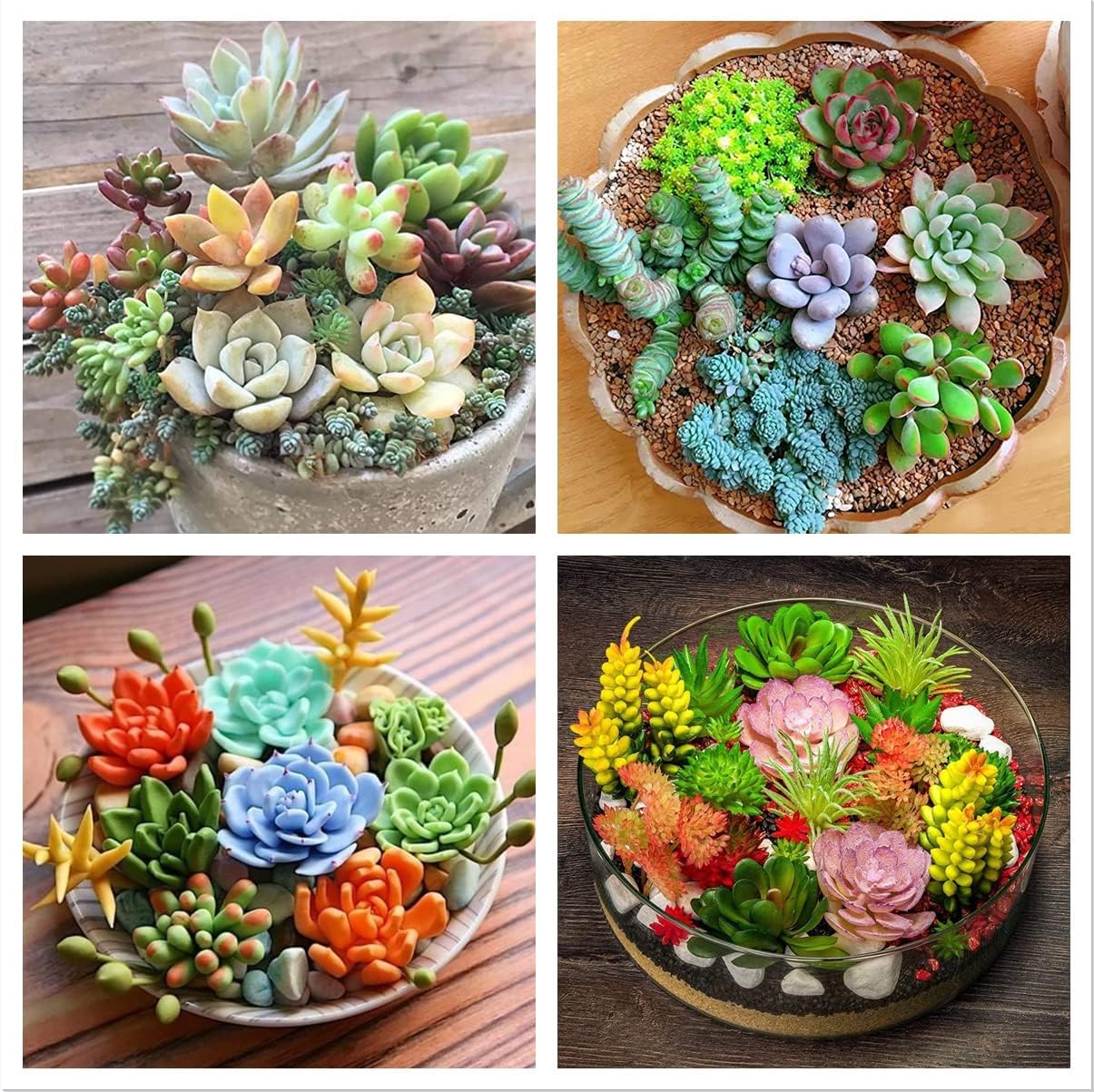 Succulent Plant Seeds Planting