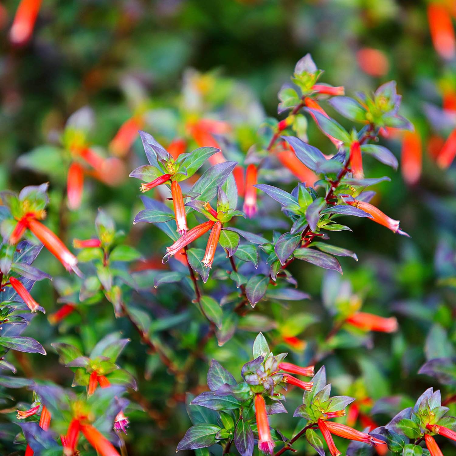 Cuphea Seeds Cigar Plant Firecracker Cuphea Ignea Perennial Annual Deer Resistant Non-Gmo Flower