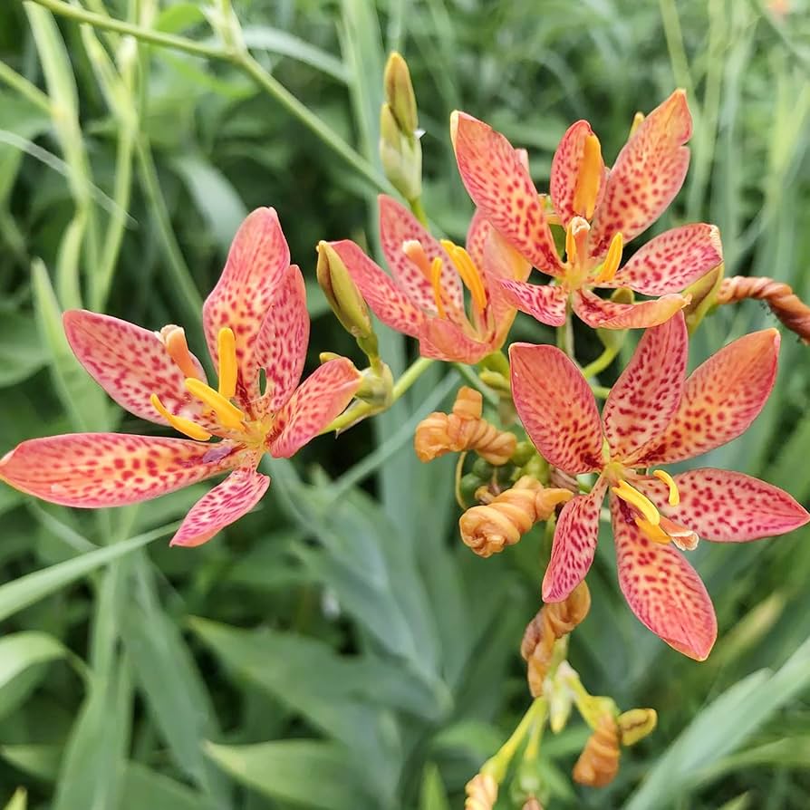 Blackberry Lily Seeds Flower & Chinese Medicine