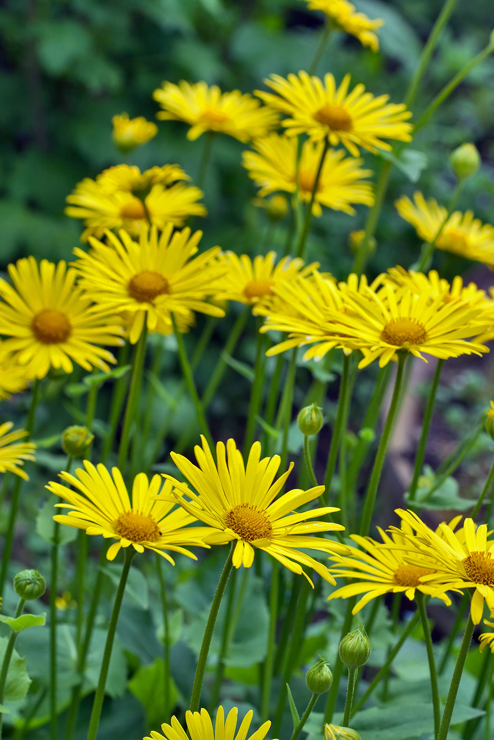 Doronicum Seeds for Planting Doronicum orientale for shaded flower beds and borders