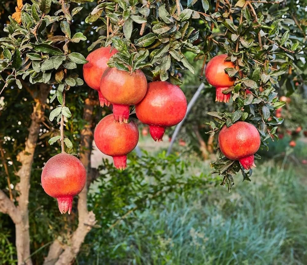 Bonsai Pomegranate Fruit Seeds for Planting Mini Trees