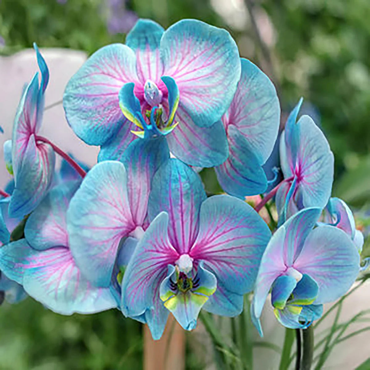 Mixed Phalaenopsis Flower Seeds for Planting - Exotic and Colorful Orchid Varieties for Your Garden