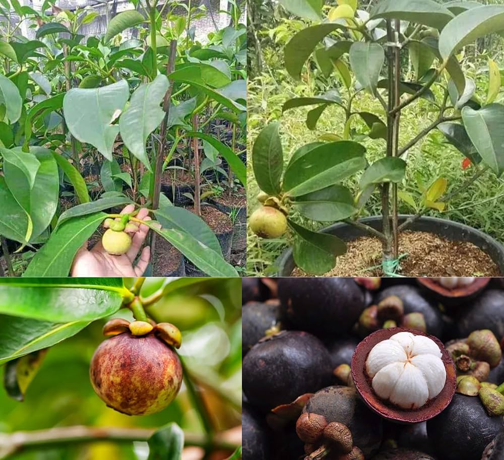 Mangostan Seeds for Planting Exotic Fruit Seeds for Home Gardening