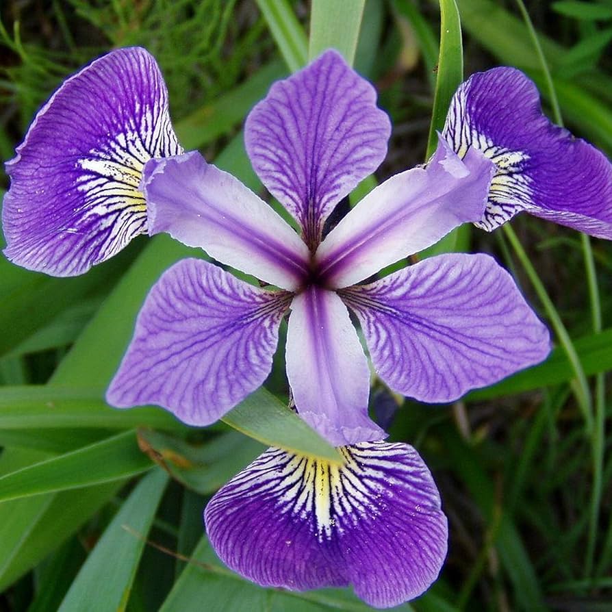 Iris Seeds Iris germanica for Planting in Flower Border and Home Garden