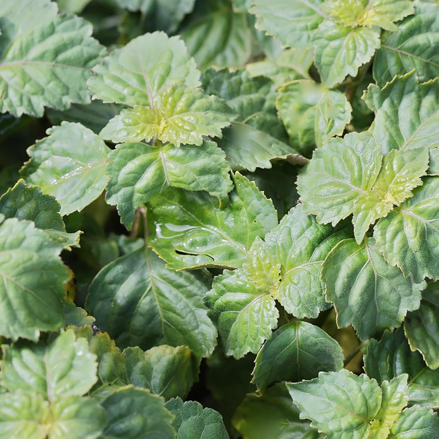 Pogostemon Cablin Seeds Patchouli Fragrant Perennial Herbaceous Plant Distinctive Aroma Intense And