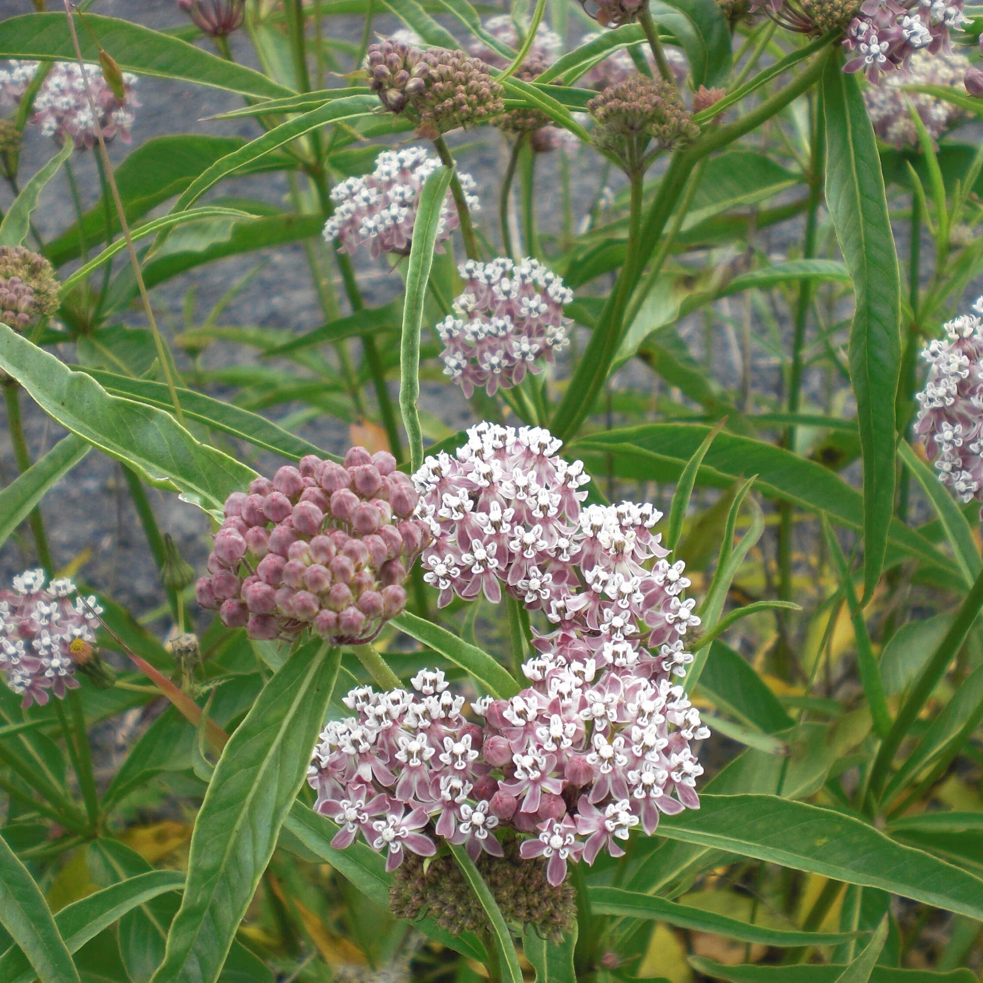 Close-up of Evergrowseeds Narrow Leaf Milkweed (Asclepias fascicularis) flower seed pods for butterfly garden planting.