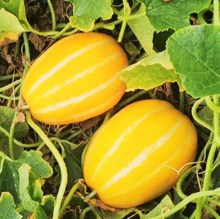 Korean Melon Cucumis melo var. makuwa for planting in raised beds