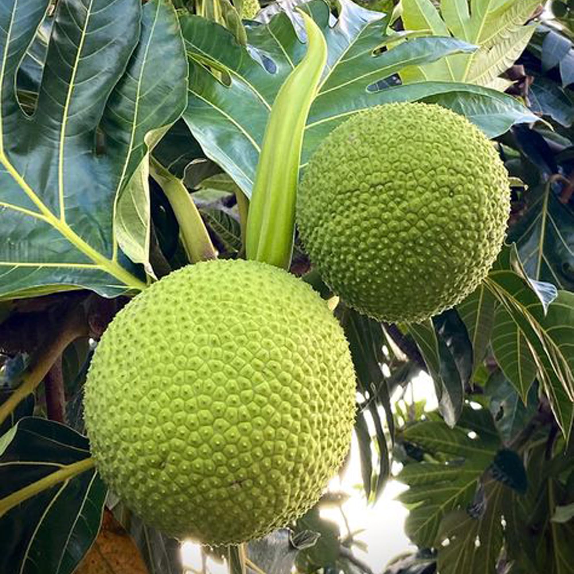 Bread Fruit Seeds: Perfect for Planting