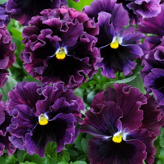 Viola Arvensis Field Pansy Seeds for Wildflower Beauty