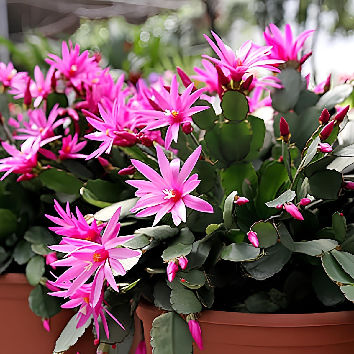 Purple Schlumbergera Flower seeds blooming in flower beds, containers, borders, and pollinator-friendly gardens