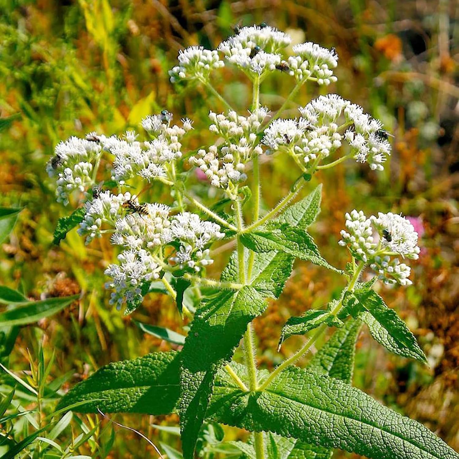 Eupatorium Eupatorium purpureum Flower Seeds for Planting in Garden & Flower Bed