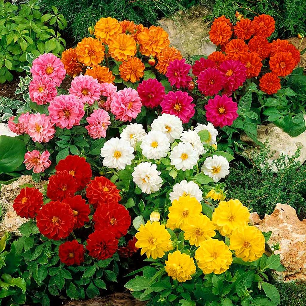 Mix Dahlia Pompon Seeds for Planting Colorful Flower Garden Blooms, Easy to Grow in Spring