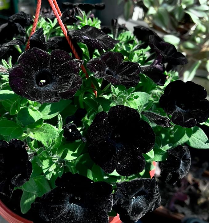 Black Velvet Petunia Seeds for Stunning, Dark Petunia Blooms
