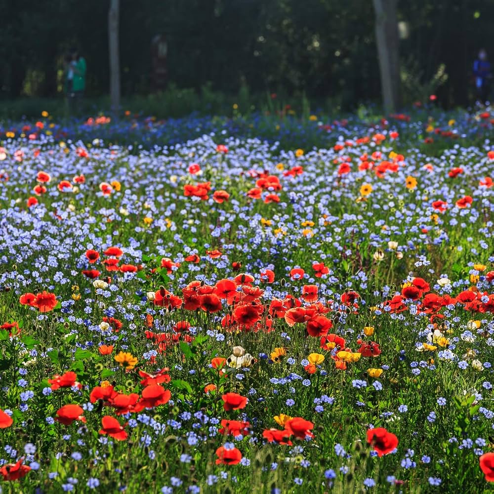 Wild Mix Wildflower Seeds for Planting - Perfect for Flower Bed & Urban Garden