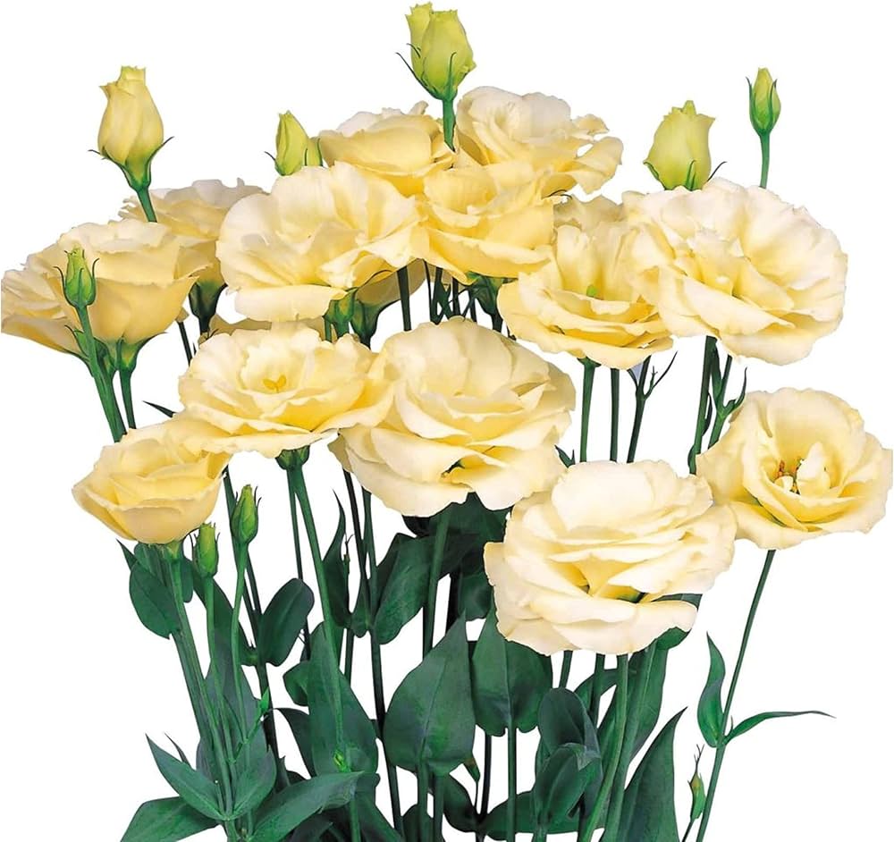 Yellow Lisianthus Seeds for Elegant Yellow Flowers