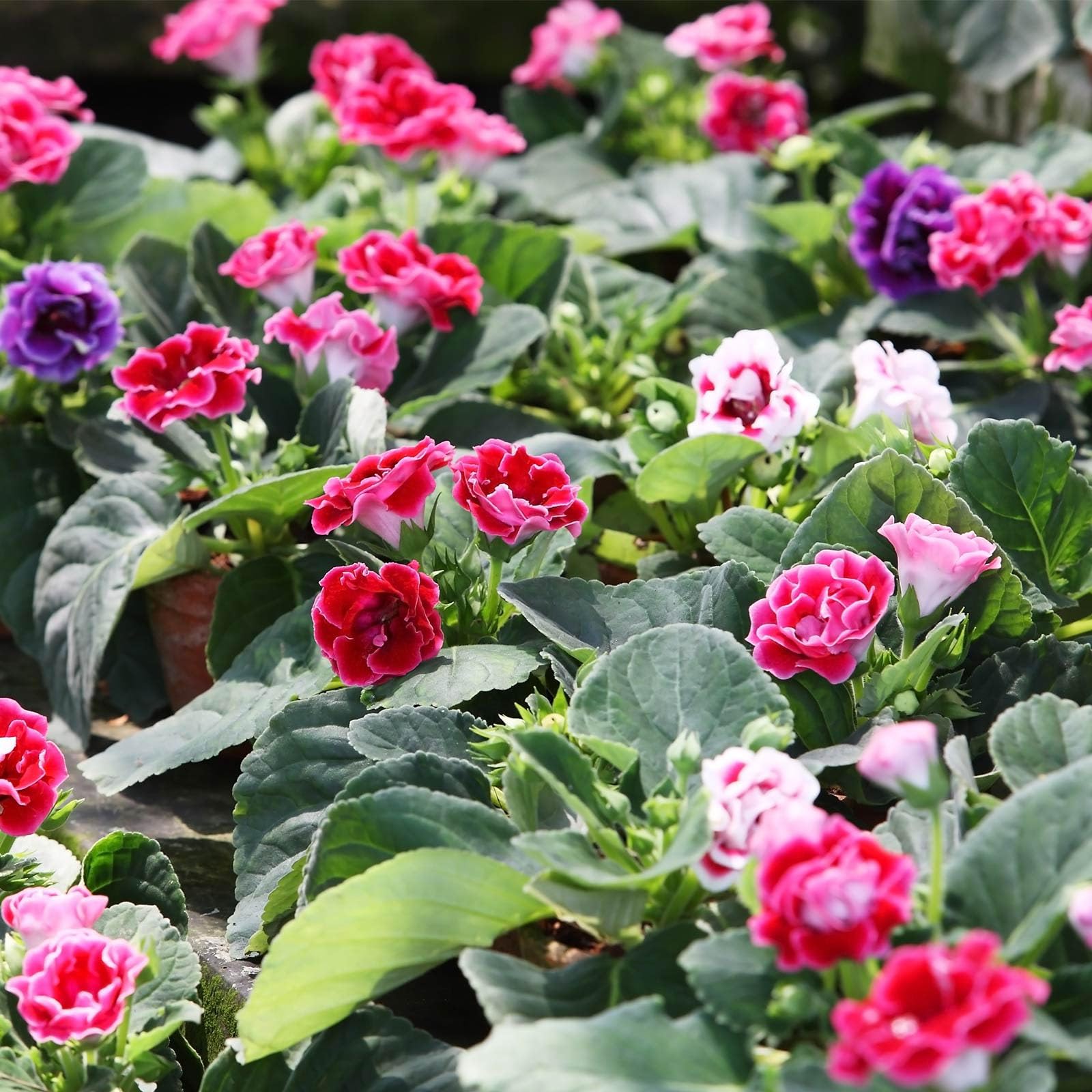 Gloxinia Brokat Seeds for Stunning Flower Blooms