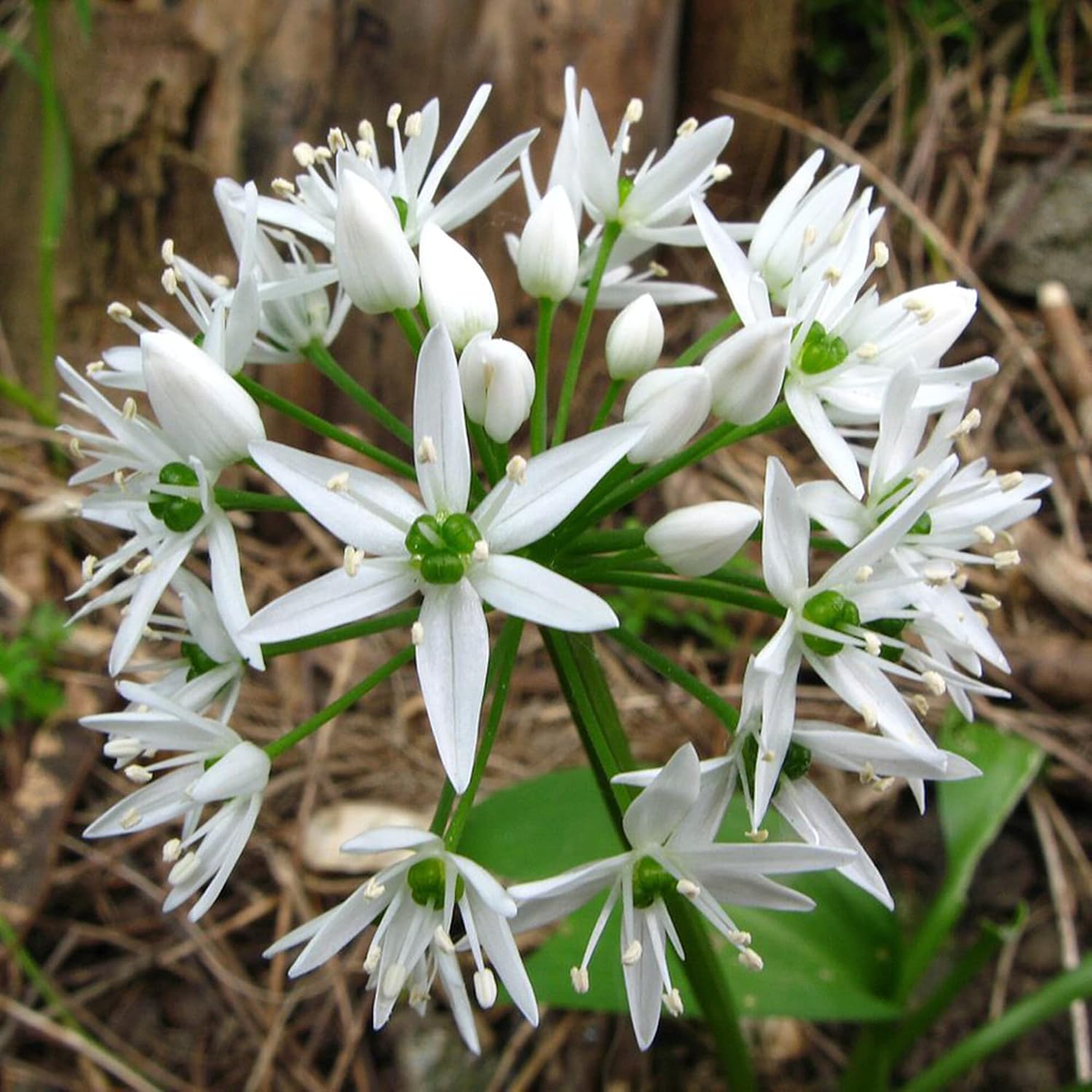Allium Ursinum Seeds Wild Garlic Ramsons Bear’s Perennial Edible Leaves And Bulbs Best Selling