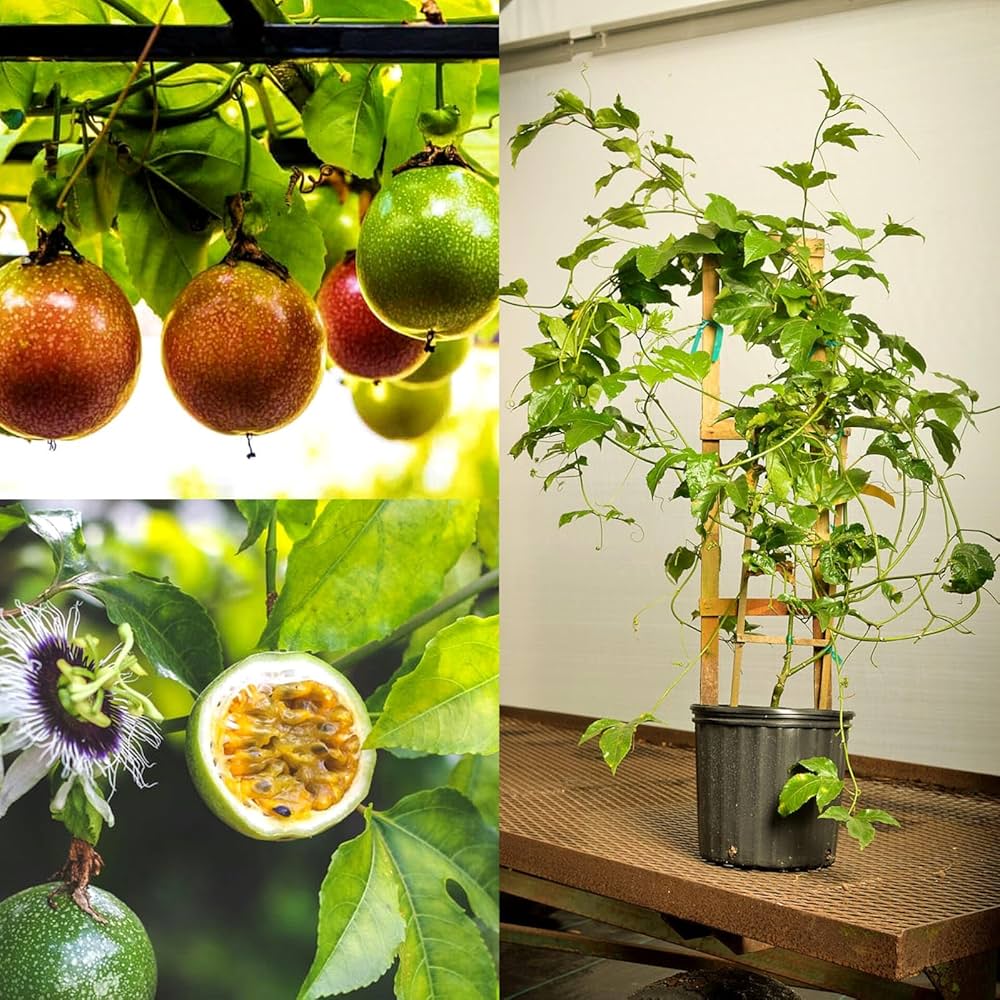 Purple Passiflora Edulis Seeds for Fruit Planting - Evergrowseeds