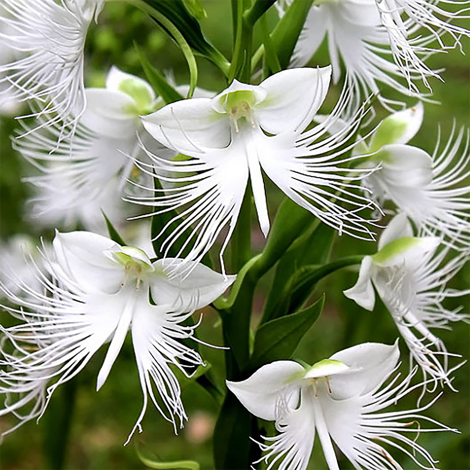 Heron Orchid Flower seeds for Planting - Colorful Display, Heirloom & GMO Free Seeds for Home Garden