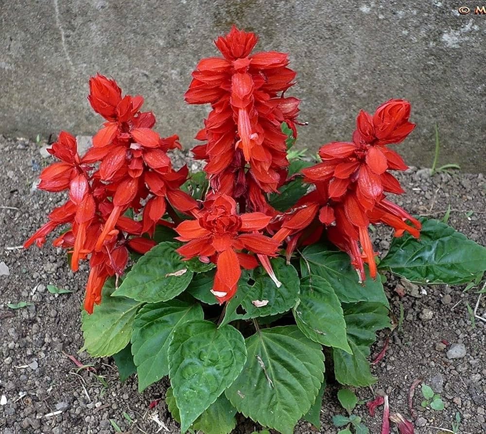 Salvia Splendens Sizzler Red Seeds for Planting Home Garden Flower Borders