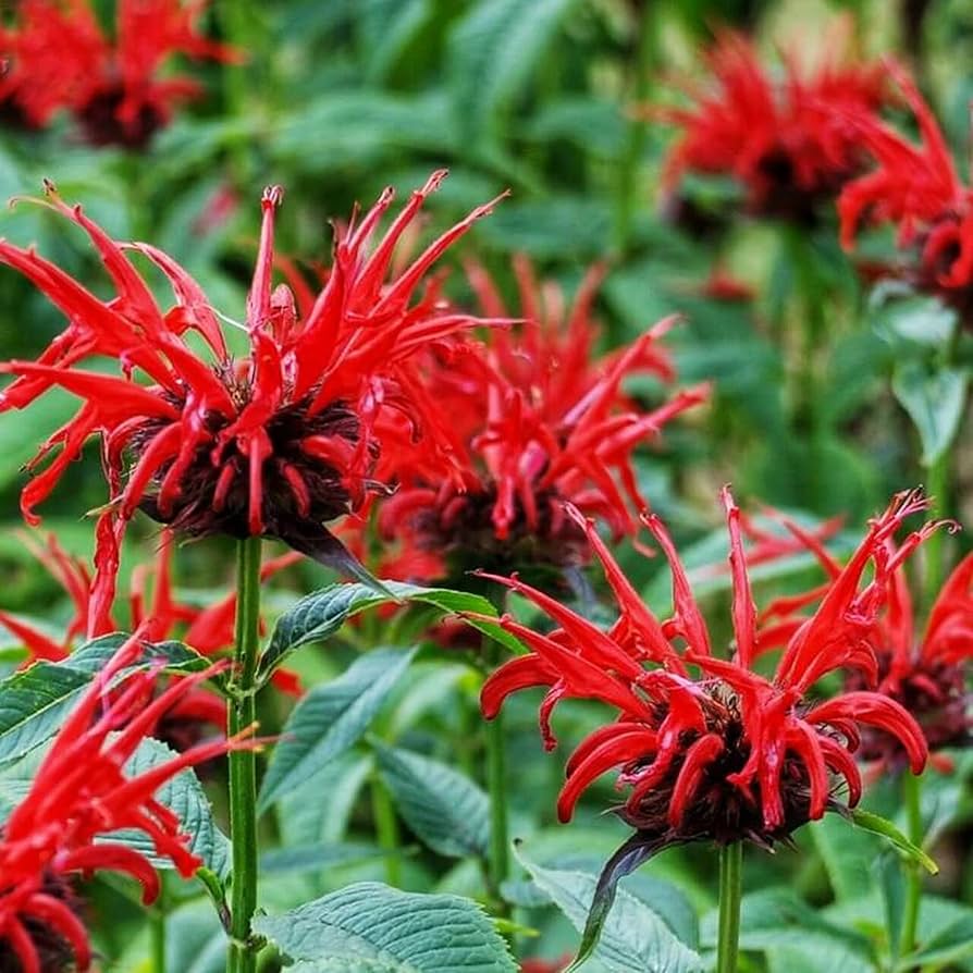 Bee Balm Seeds for Planting Monarda Didyma pollinator garden flower bed