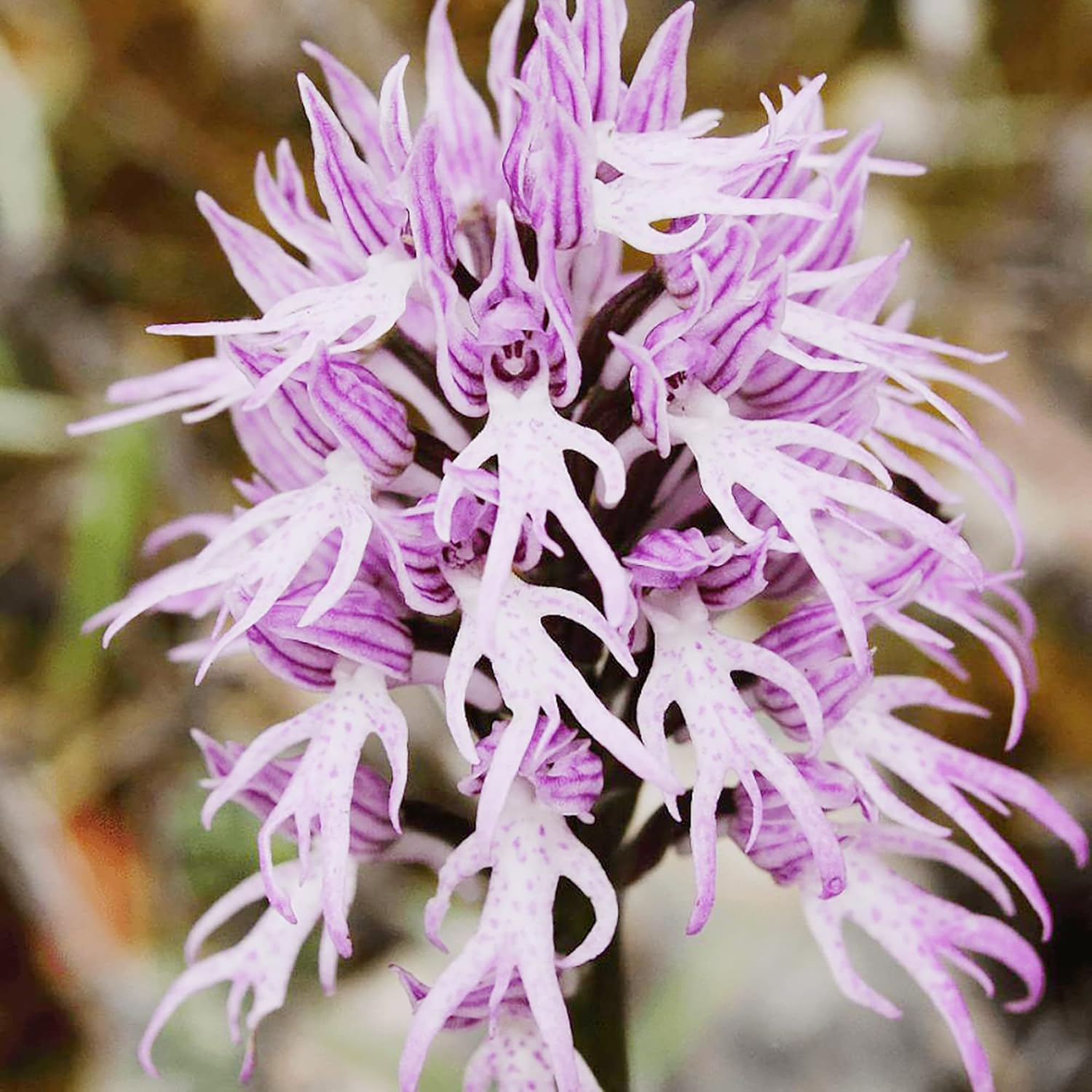 Orchid Seeds Orchis Italica Italian Fascinating And Unique Species Of Distinctive Intriguing Flower