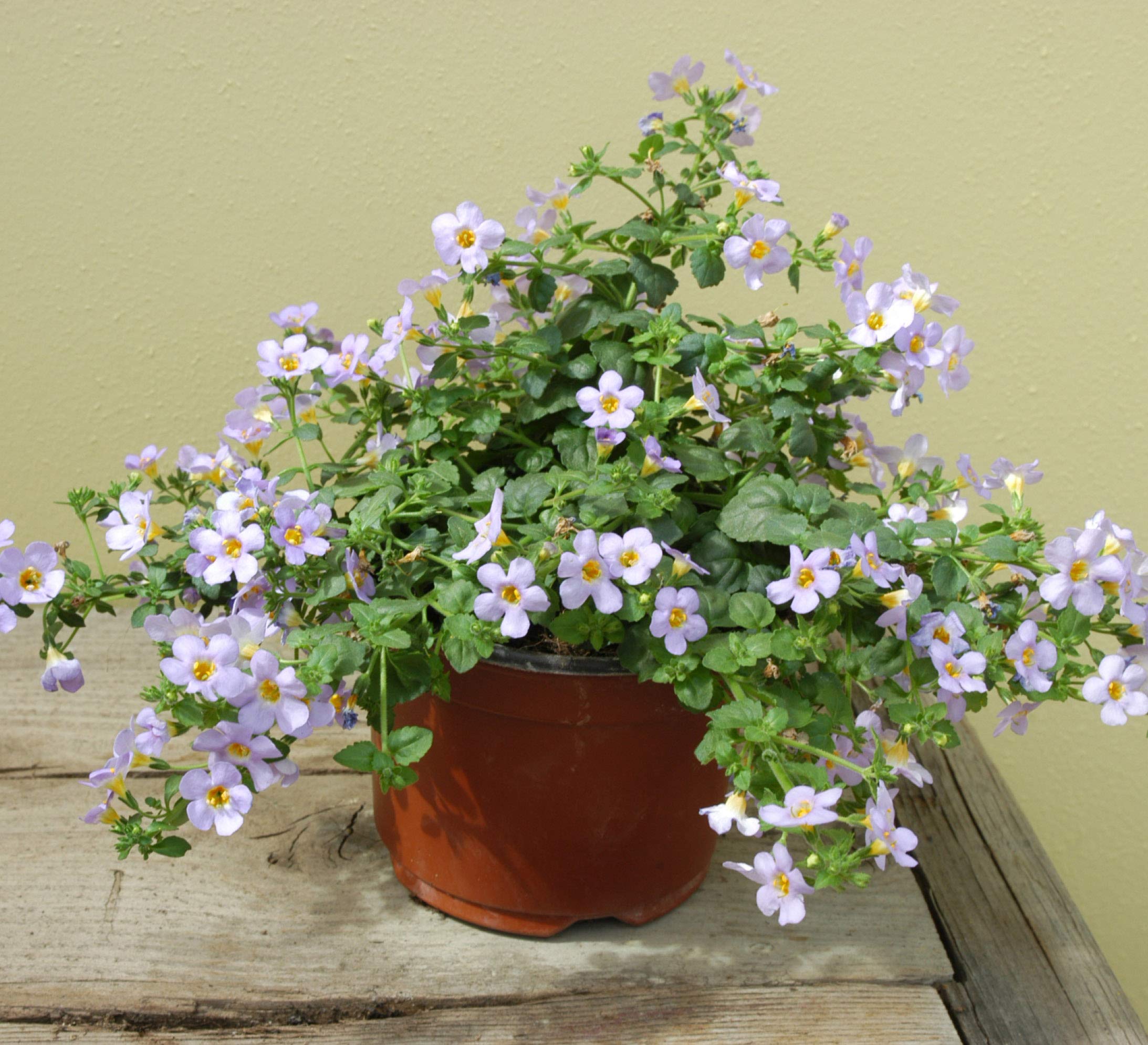 Hanging Bacopa Sutera Cordata Flower Seeds