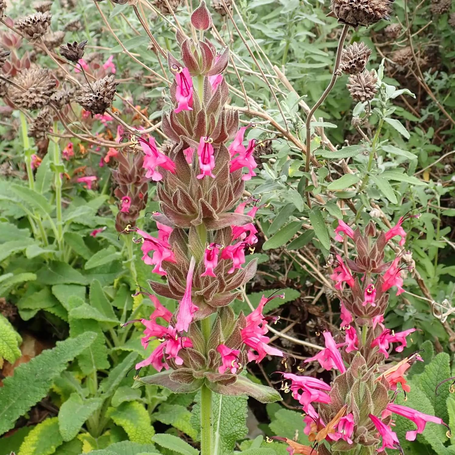 Salvia Spathacea Seeds Hummingbird Sage Perennial Low Maintenance Fragrant Deer & Drought Resistant