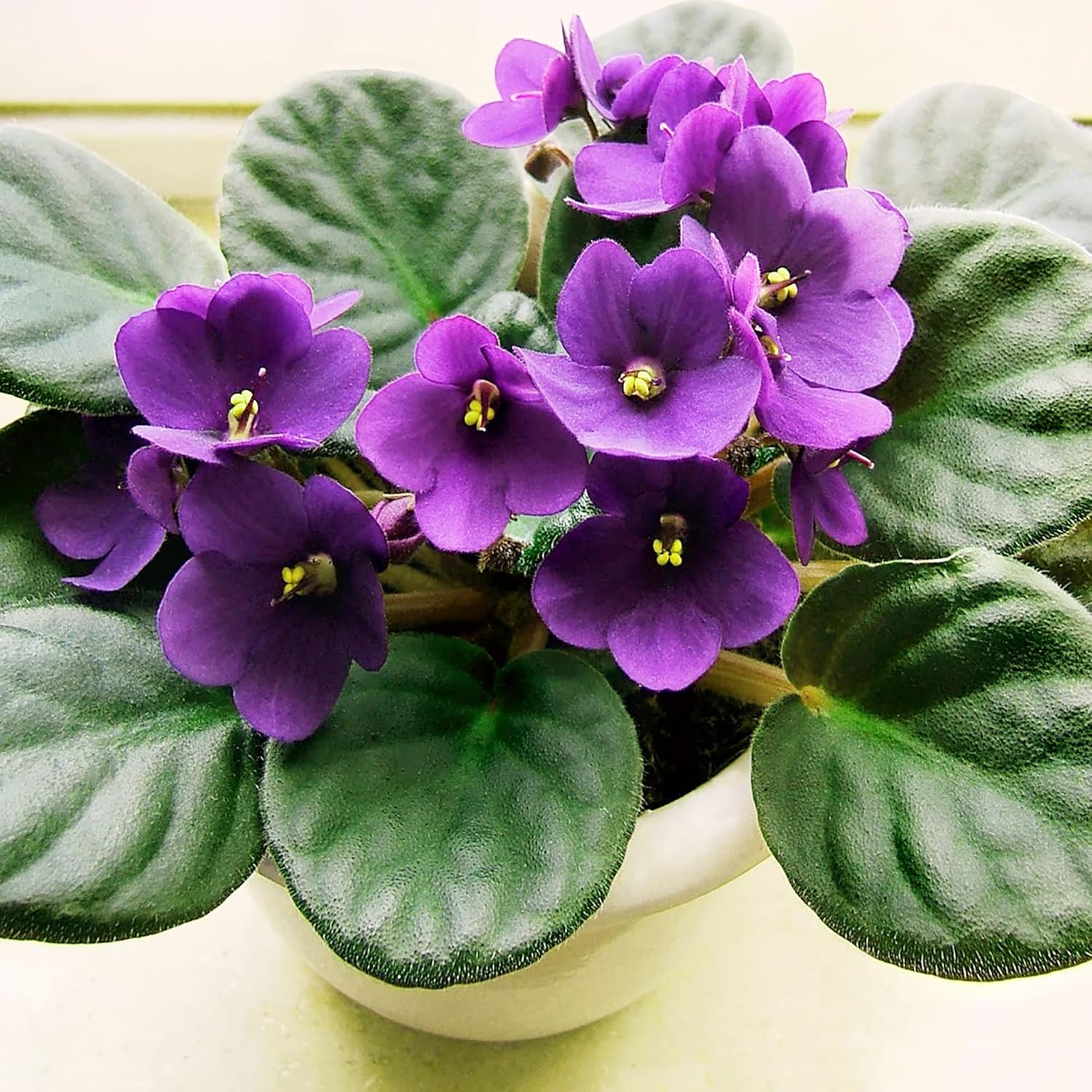 Mixed Color Violet Seeds African Perennial Flower Gmo Free Long Live Attracts Butterflies