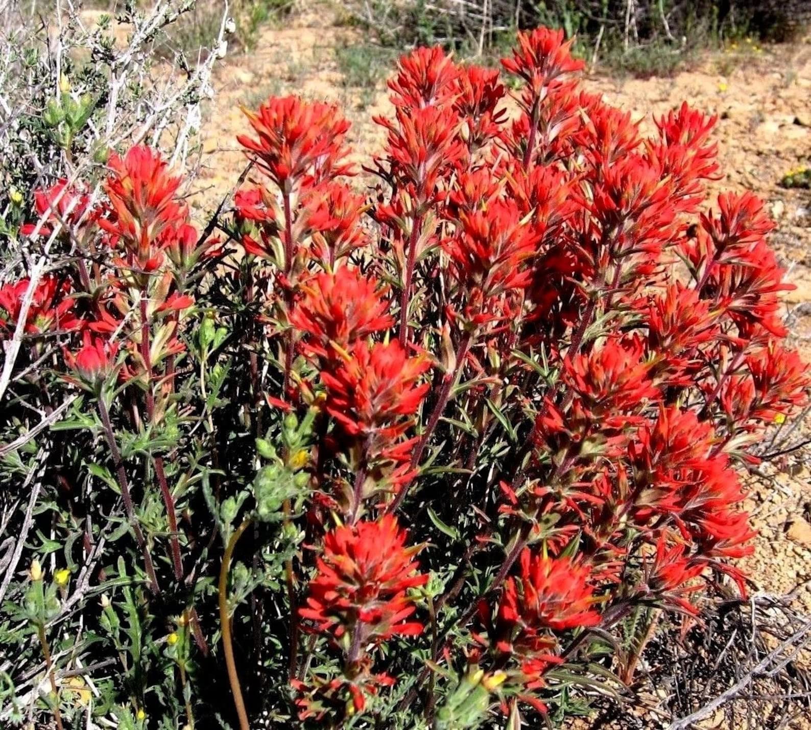 Castilleja Coccinea Seeds for Planting in Wildflower Garden and Meadow