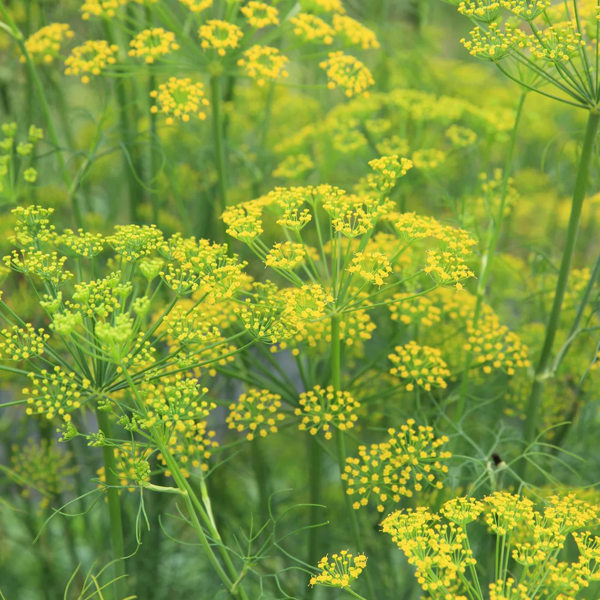 Fennel Seeds Foeniculum vulgare for Planting in Herb Garden and Vegetable Patch