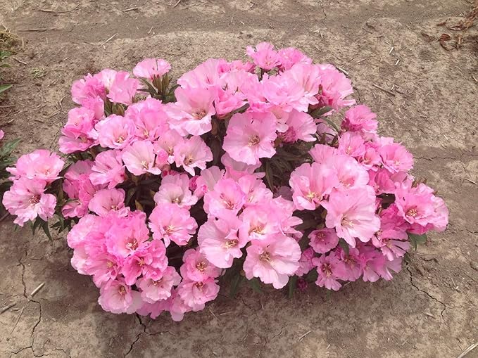 Godetia Sommerazalee Seeds for Elegant, Pink Godetia Flowers